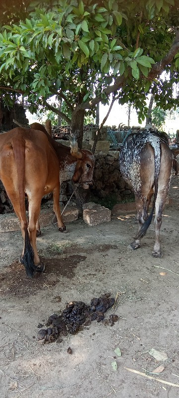 બ‌‌ળદ વેચવાના છ...