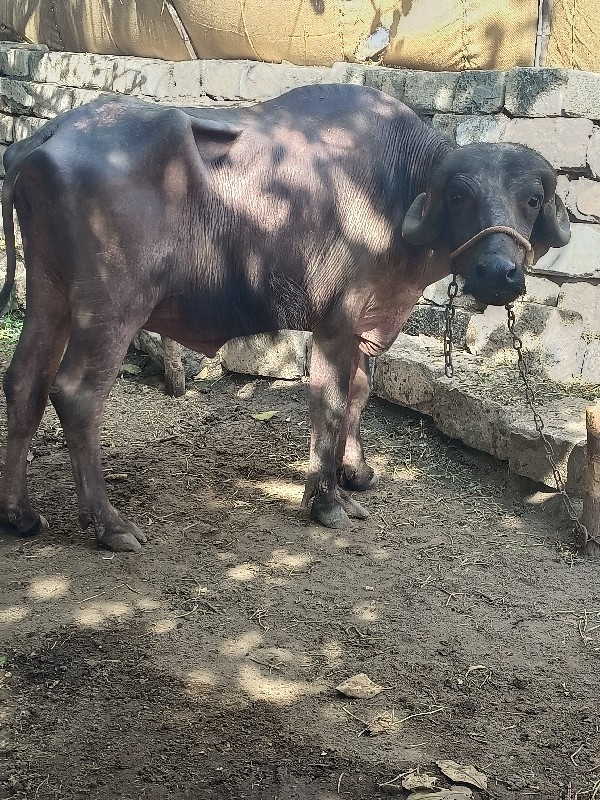 ખળેલી વેચવાની છ...
