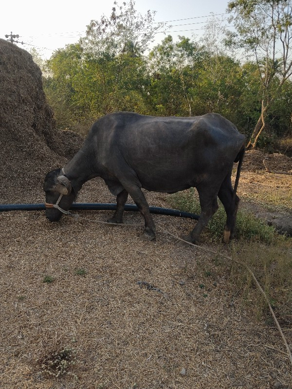 ભેંસ વેચવાની છે