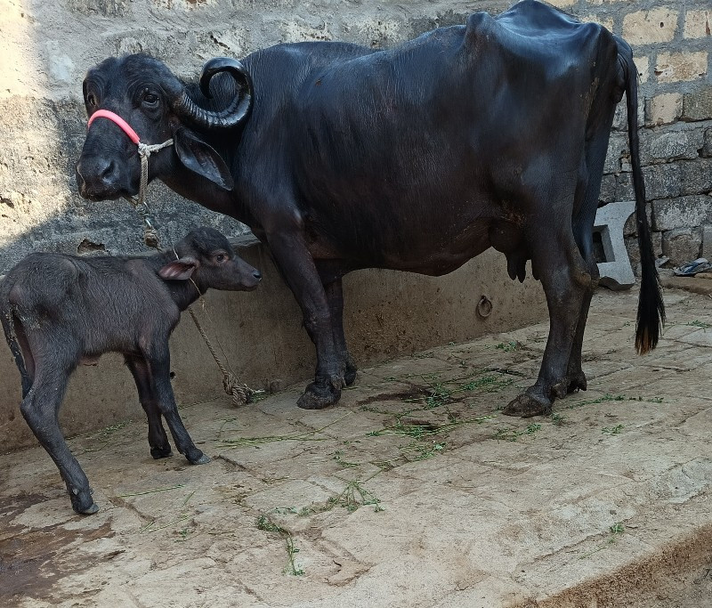 ભૅચ વૅચવાની છૅ.