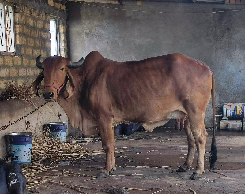 ગાય વેચવાની છે