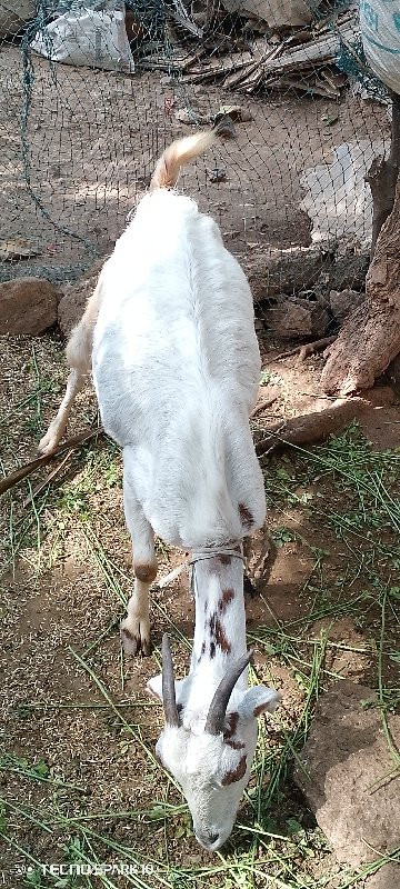 pateri bakri an...