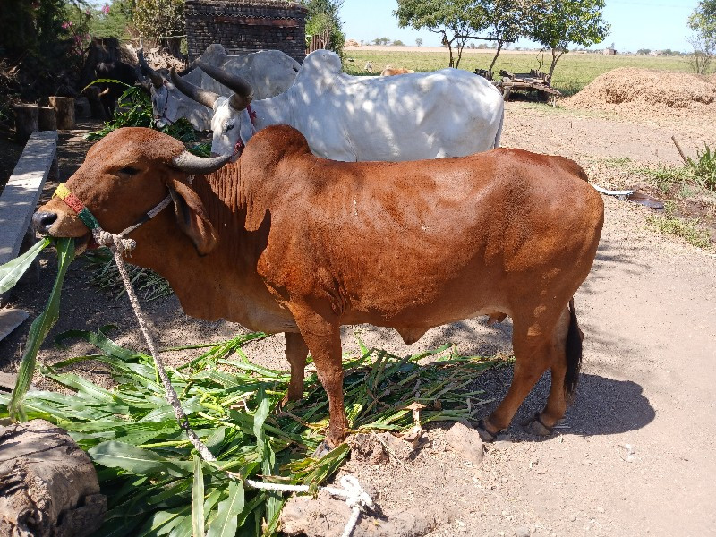 ગાય વેચવાની