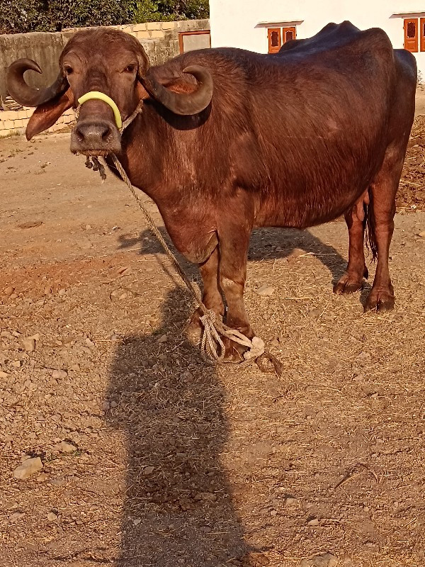 ભુરી ભૈસ વેચવાન...