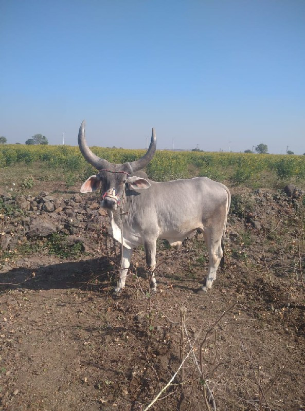 ગોટલો વેચવાનો છ...