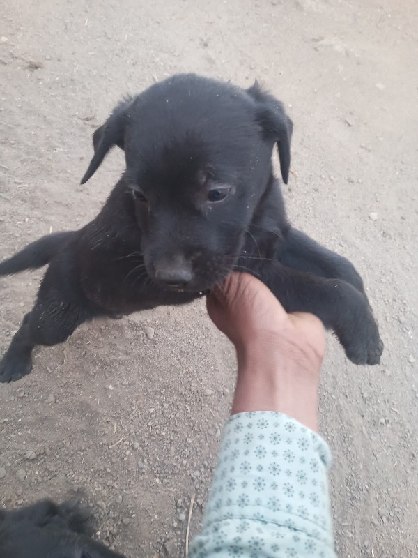 લેબરા