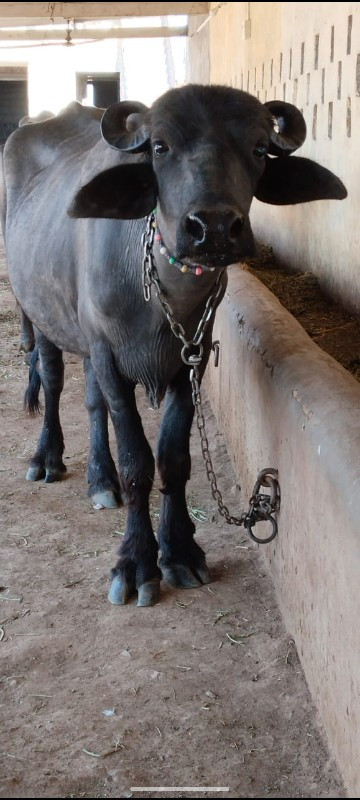 આ ખડલી વેચવાની...