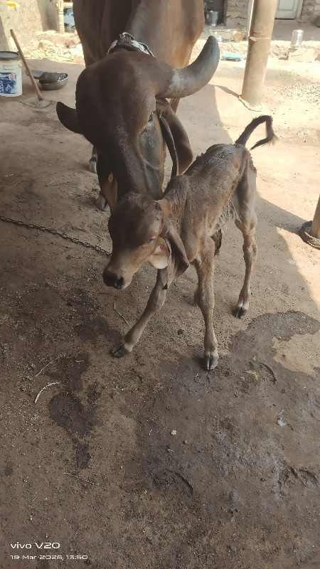 ગીર ગાય