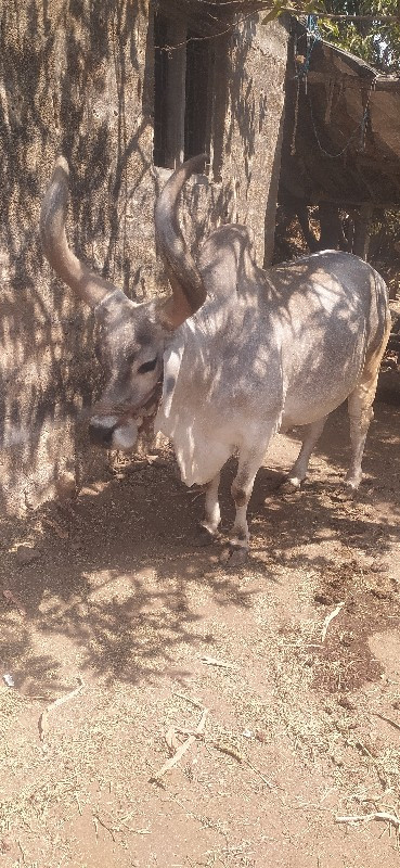 બળદ વેસવાનો છેઃ