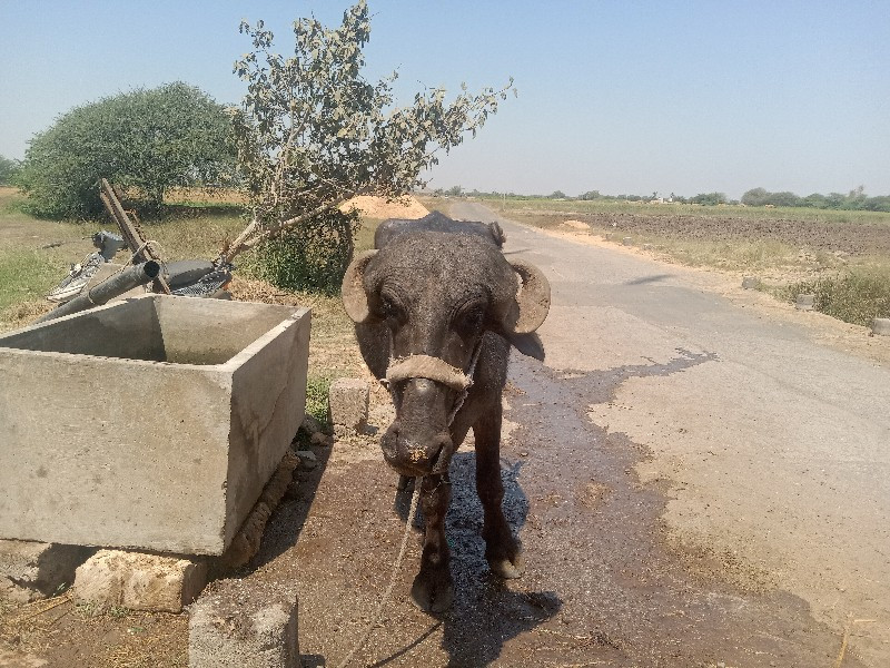 ખરેલું વેચવાનું...