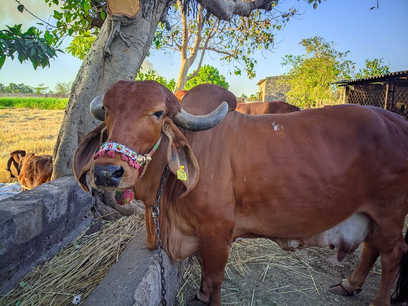 વેચવાની છે