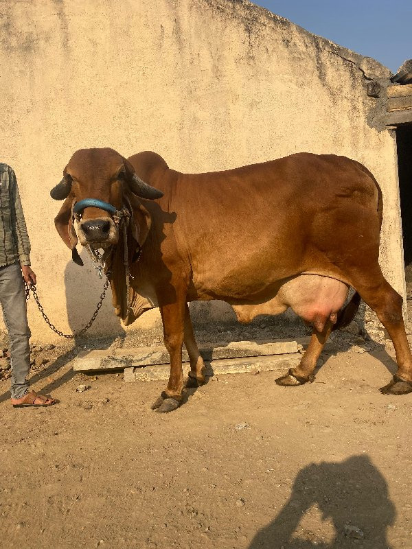 ગાય વેસવાની છે...