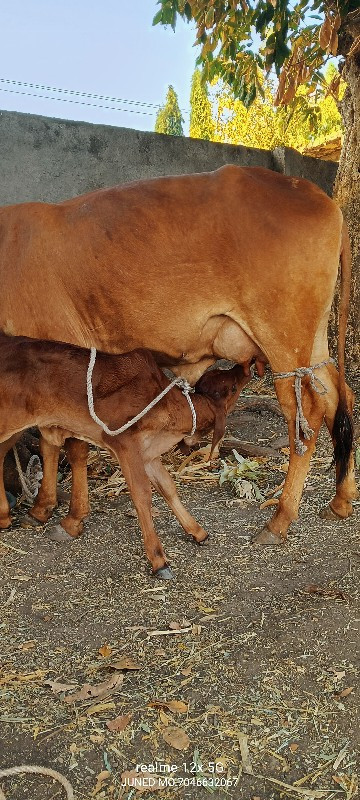 બે ગાયો વેચવાની...