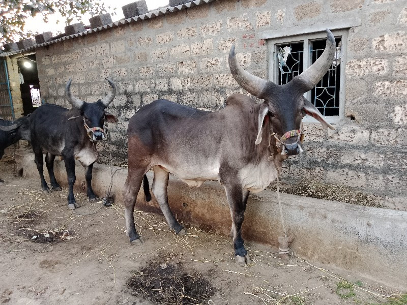 ગોઢલા વહેંચવાના...