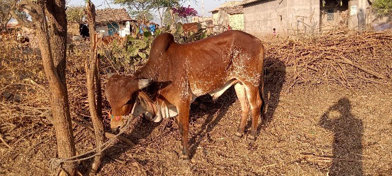 ગોઢલા વેચવાના છ...