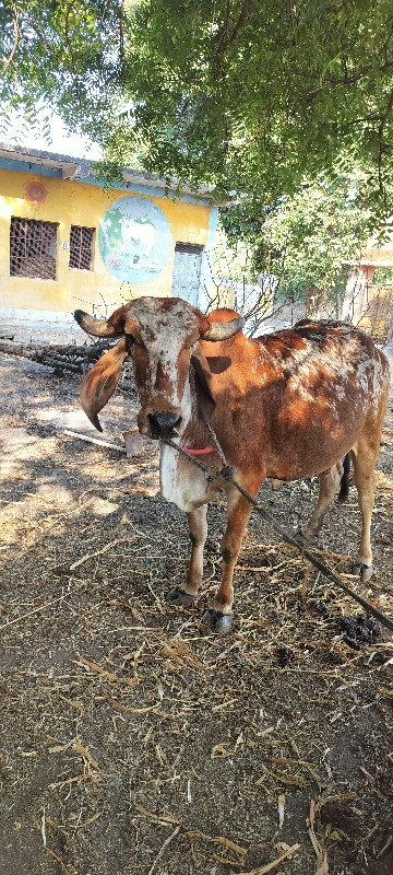 ગાય વેચવાની છે