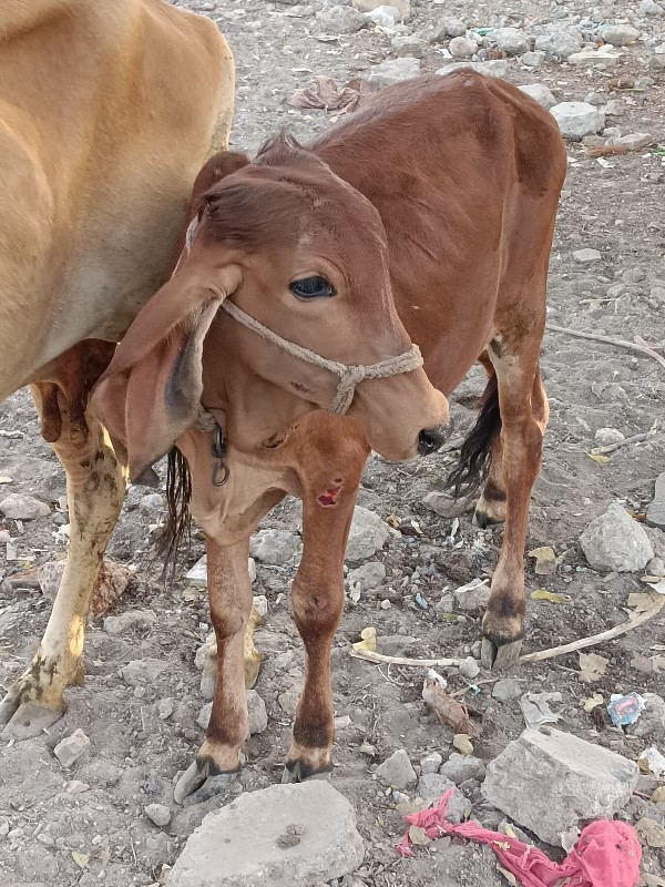 વાછરડી વેચવાની...