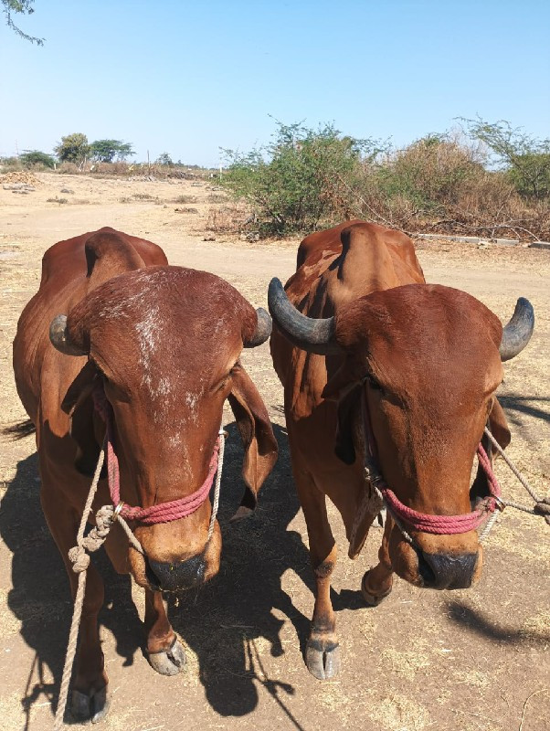 ગોઢલા વેચવાના છ...