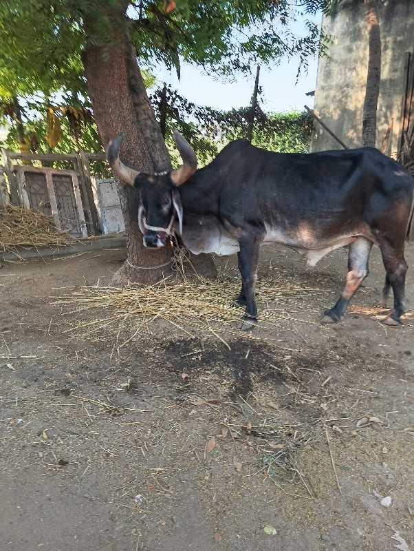 બળદ વેશવાનો છે