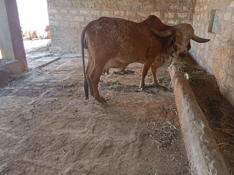 ગીર ગાય વેસવાની...