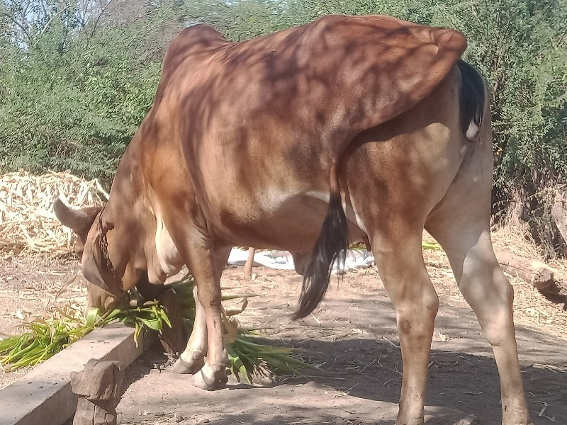 પેલું વેતર.