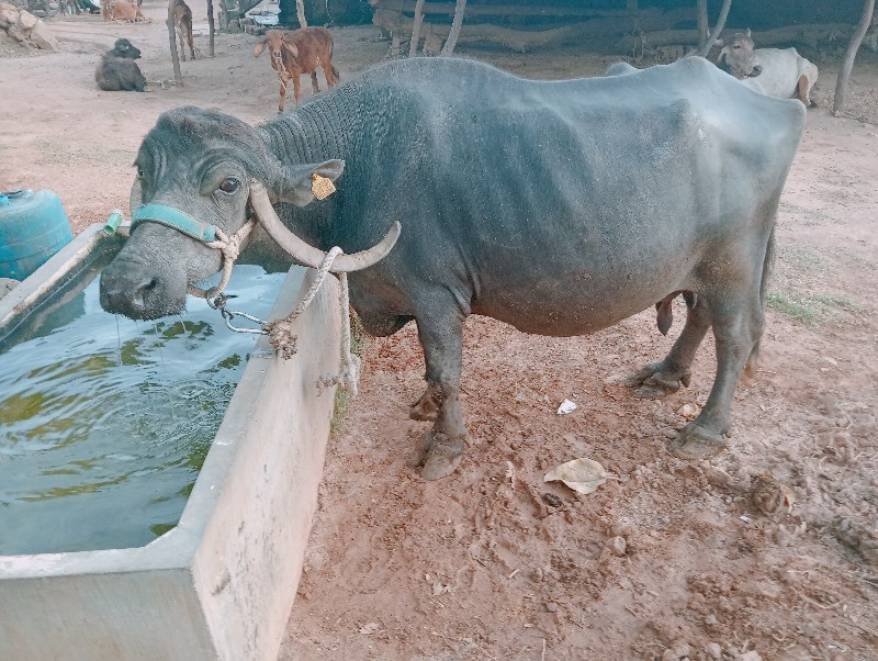 ભેંસ વેચવાની છે