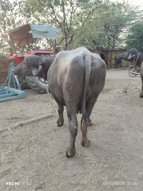 બે ખડેલી વેચવાન...