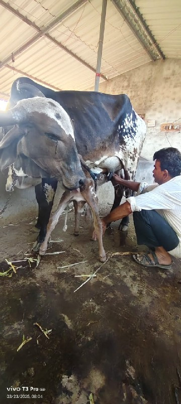 ગાય સારી છે.