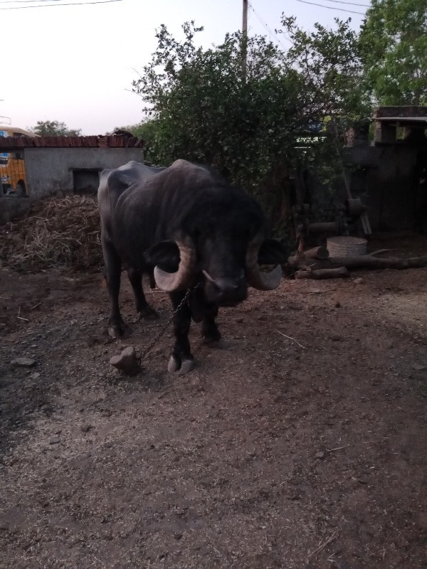 પાડો વેચવાનો છે