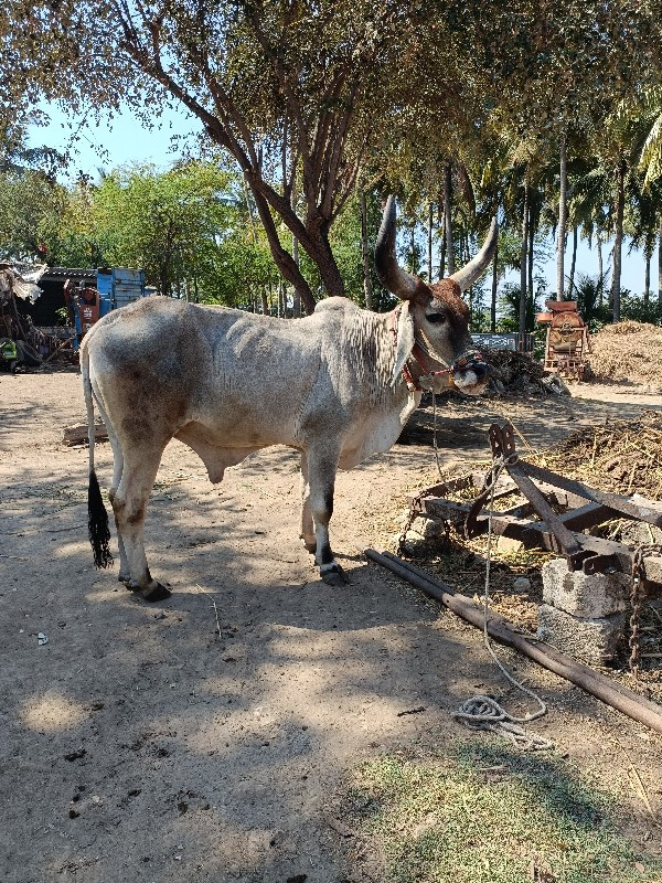 એક બળદ