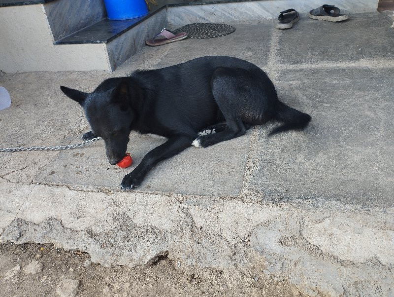 female dog  aap...