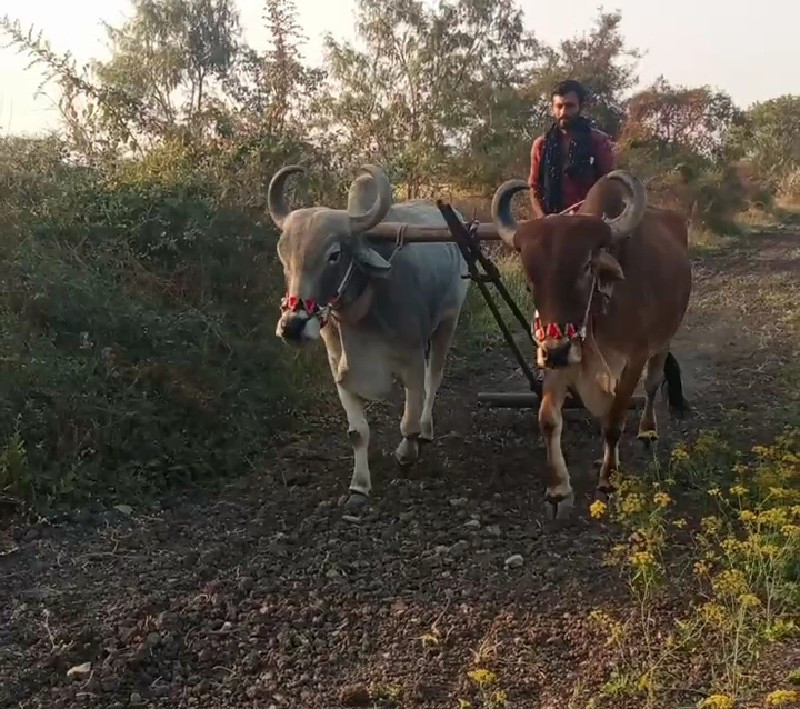 બરધ  વેચવાના છે