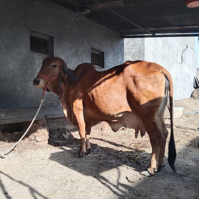 ગીર ગાય વેચવાની...