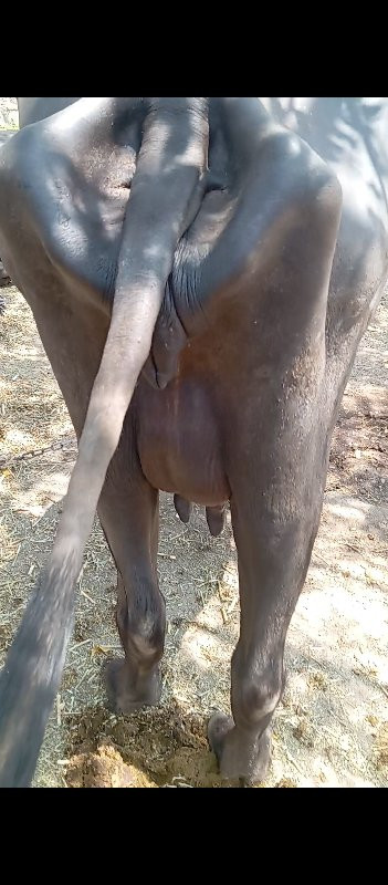 ખડેલી વેચવાની સ...