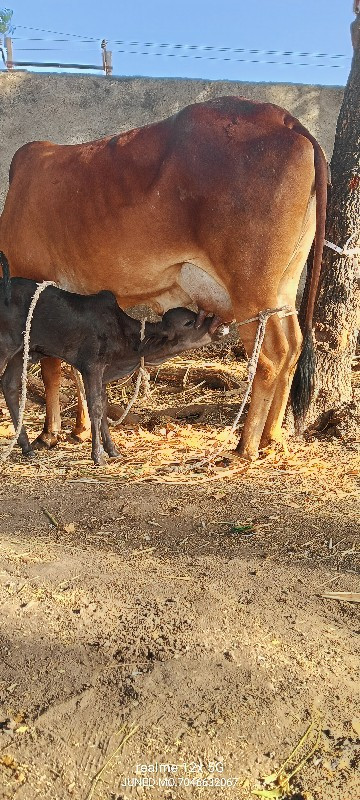ગાય વેચવાની છે