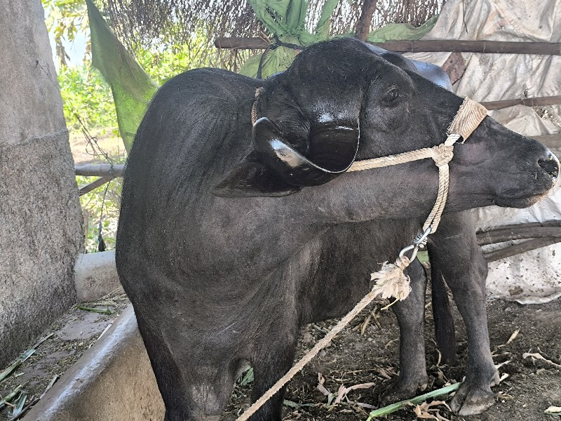 પેલુવેતરછે. 5મહ...