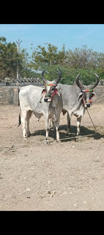 બળદ વેચવાના છે