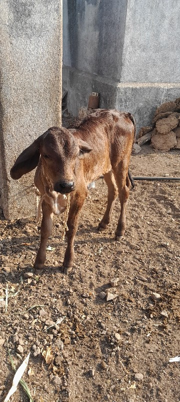 બેય આપવાની છે
