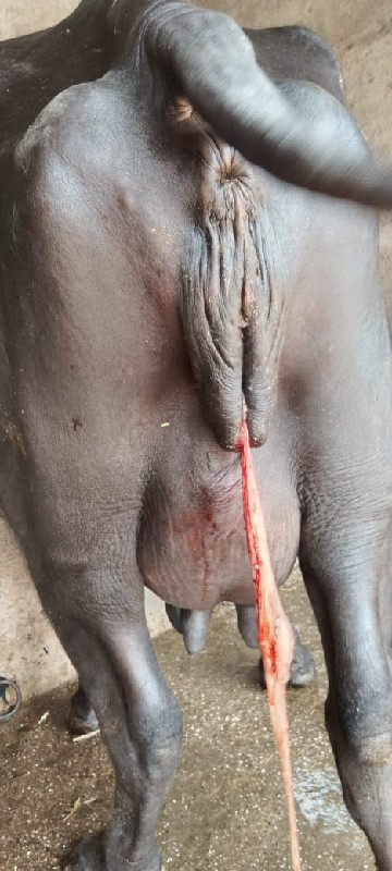 વેજો ભાઈ