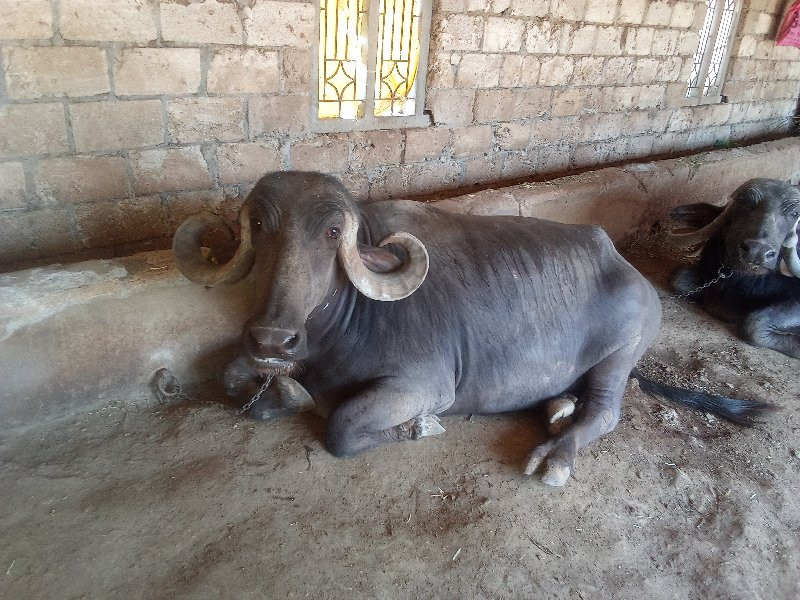 ભેસ વેચવાની છે