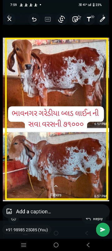 ગીર વાછડીઓ તથા...