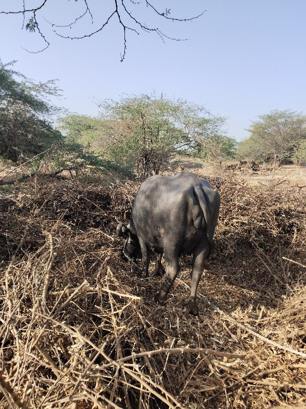 પેલુ વેતર ખડેલી