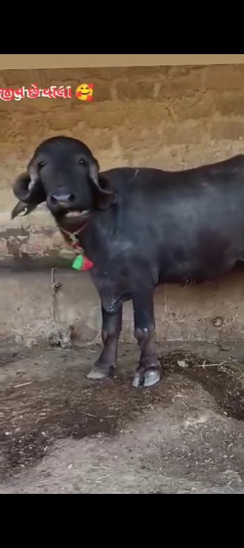 ખડેલી વેચવાની છ...