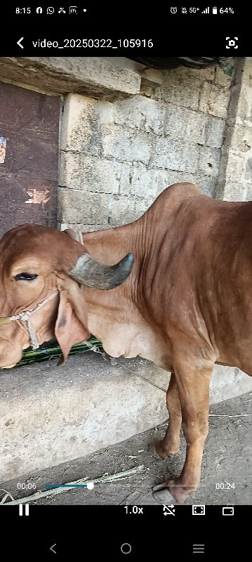 ગાય વેચવાની છે...