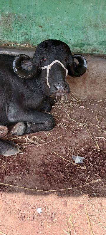 દેસી ખડાય વેચવા...