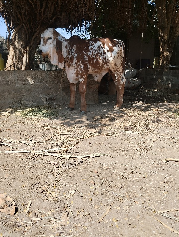 ગીર વાસળો વેચવા...