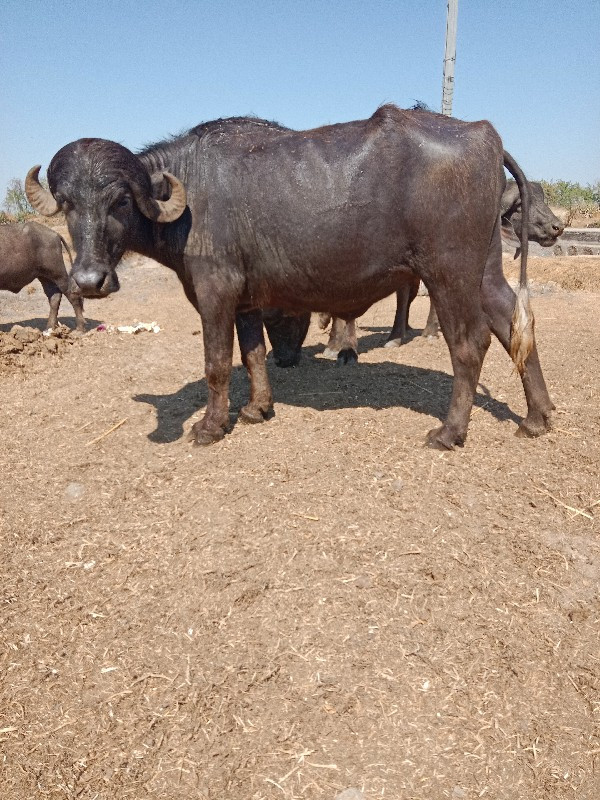વેચવાની છે