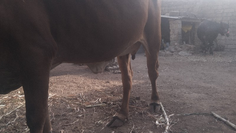 ગાય વેચવાની છે