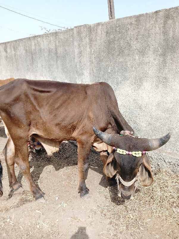 ગાડે ખાલી સાતિય...