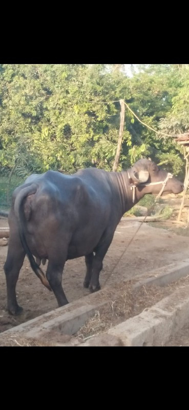 આ ખડેલી વહેંચવા...